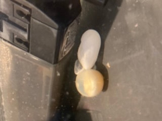 飼育して4年目のミシシッピニオイガメです。 本日昼間に水槽の掃除をして、夕方に水槽を見たところ、写真のような白い物がありました。 大きさは2センチほどの丸い物がひとつと、長細い3センチほどの物が一つです。 4年目にして初めて見たのですが、これは卵でしょうか？ 亀は一匹だけで飼育しています。 卵だった場合、産んでも問題ないでしょうか？産ませないようにした方が良いなど、ありますでしょうか？
