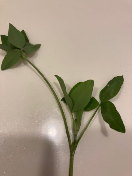 クローバーの群れの中に一本の茎から分岐して葉がついてるものを見つけました。 これは奇形でしょうか？こんなのもあるのでしょうか？