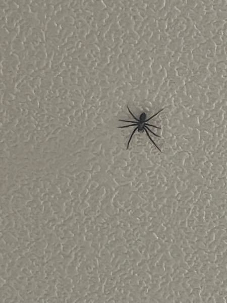 これはなんの蜘蛛ですか？アシダカグモですか？