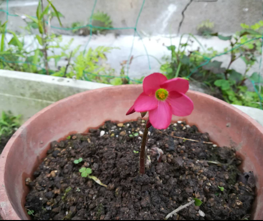 この花の名前を教えてください。 四つ葉のクローバーが育つという鉢をもらって1週間ほど経ったら、このような赤ピンクの花が咲いて驚いているところです。