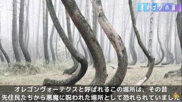 この森林の木はどうしてこんな形をしているのですか？呪い？