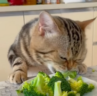 猫についてうちの猫は食べないのですが 一般的に 野菜たべるのでしょうか Yahoo 知恵袋