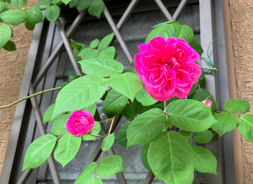 薔薇の品種について 濃いピンクで香りの良いバラです 品種がわ Yahoo 知恵袋