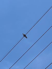 この鳥は何て鳥ですか カラスとこの鳥がよくいます フン害がひ Yahoo 知恵袋