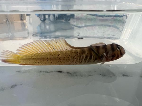 この魚の種類を教えて下さい 神奈川県横浜市の野島公園で潮干狩り中 Yahoo 知恵袋