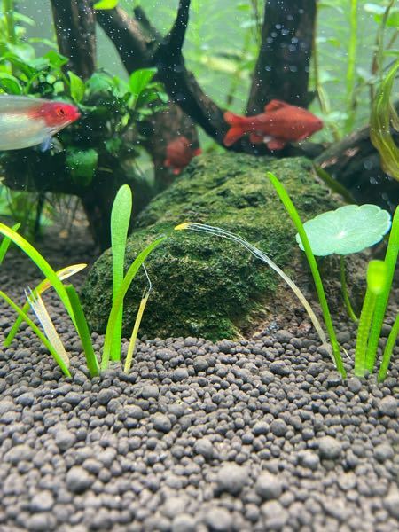 ピグミーチェーンサジタリアについて 二週間前に水槽をリ Yahoo 知恵袋
