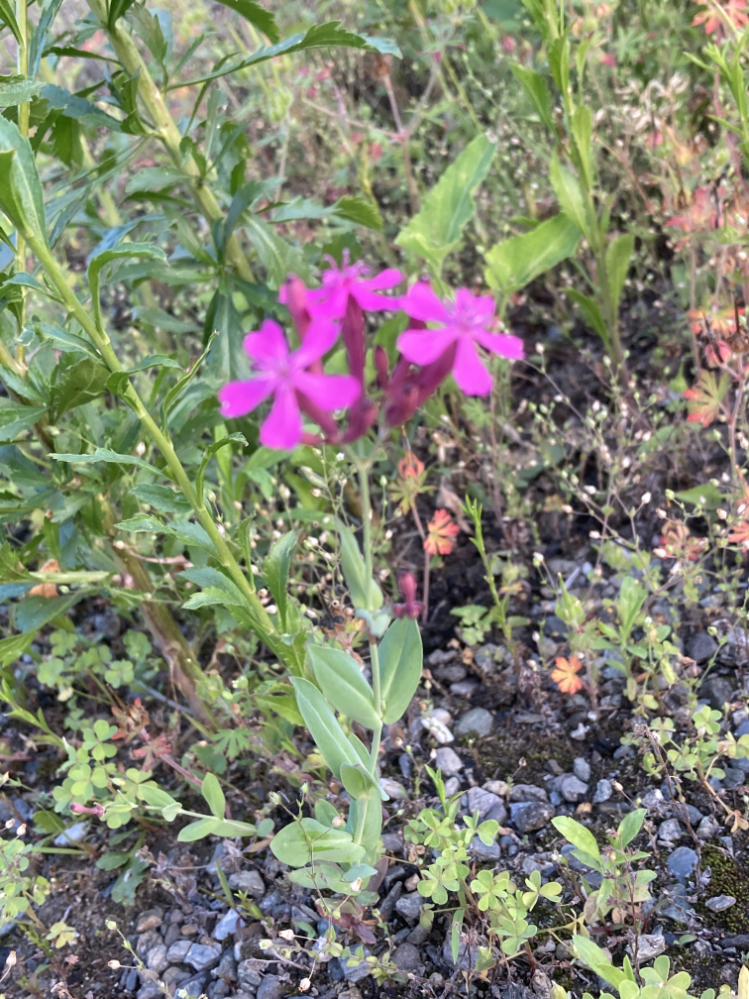 写真にうつっている紫色(ピンク色)の花を咲かせている 植物の名称を教えて頂きたいです よろしくお願い致します