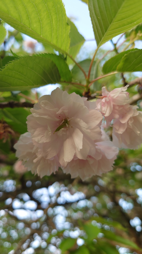 この八重桜の品種が分かりますか？ 昔から庭にあるのですが株の劣化が激しく、今年から挿し枝を試みているのですが品種が知りたくなりました。 八重咲き、東北で5月上旬から咲く、2段ではない、花を5～6...