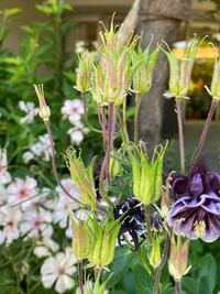 最近撮影したある施設の草花の 名前を教えてくださいませ チューリッ Yahoo 知恵袋