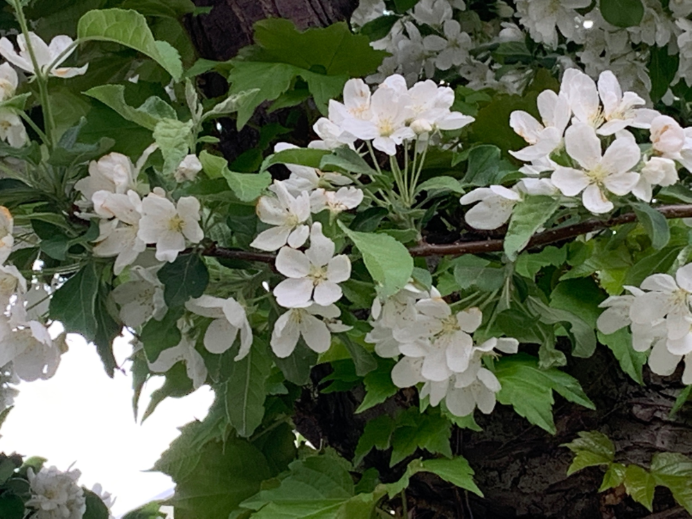 札幌在住です。 この時期（５月中旬）、道路わきや公園でこのような白い花の樹木を見かけるのですが、なんという樹木でしょうか？ お教えいただきたく存じます。 よろしくお願いいたします。