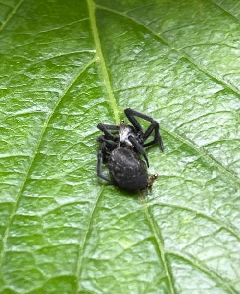 庭にいた黒い蜘蛛、 初めて見ました。 この蜘蛛の名前を教えてください。 毒はありますか？