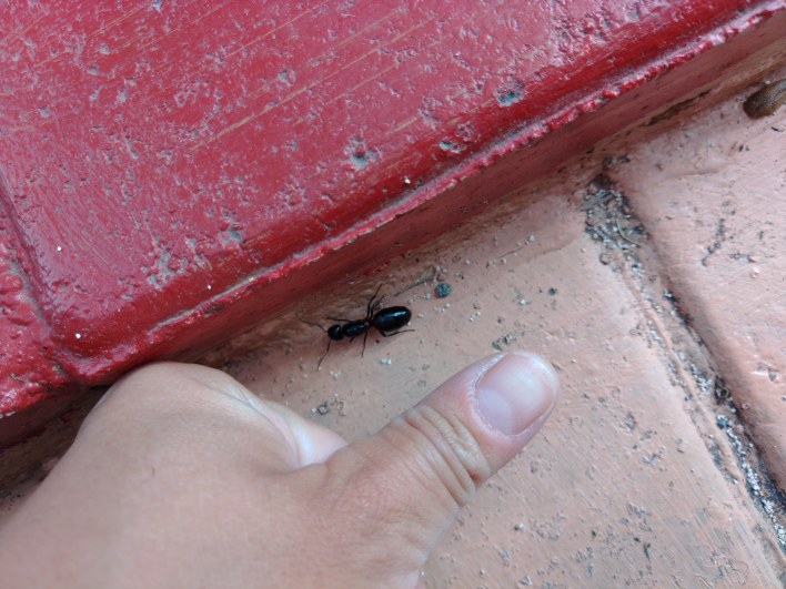 このアリはなんですか？ 私の親指の爪くらいあるので怖いのですが。。 そもそもアリですか？