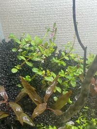 グリーンロタラをミスト式で植栽したんですが スカスカに植栽し Yahoo 知恵袋