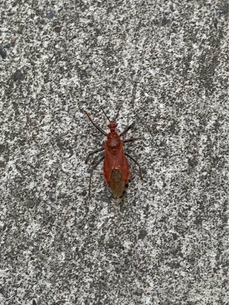 【虫画像あり】この虫の名前を教えてください。 最近よくベランダで見かけます。 赤くて足が速いです。