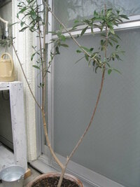 オリーブの木の幹はどうしたら太くなりますか 去年買ってきてすぐに植え Yahoo 知恵袋