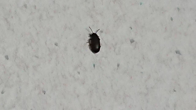 家に出たこの虫 何かわかる人いますか？