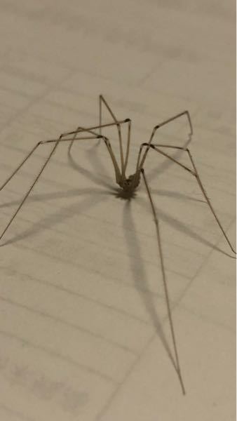 質問です。 自分の部屋でくつろいでたら、目の前にこのクモが現れました。 軍曹かな？って思ったのですが、あまりに細かったので、違うと考え逃がしてしまいました。 このクモは一体なんの種類なのでしょうか？