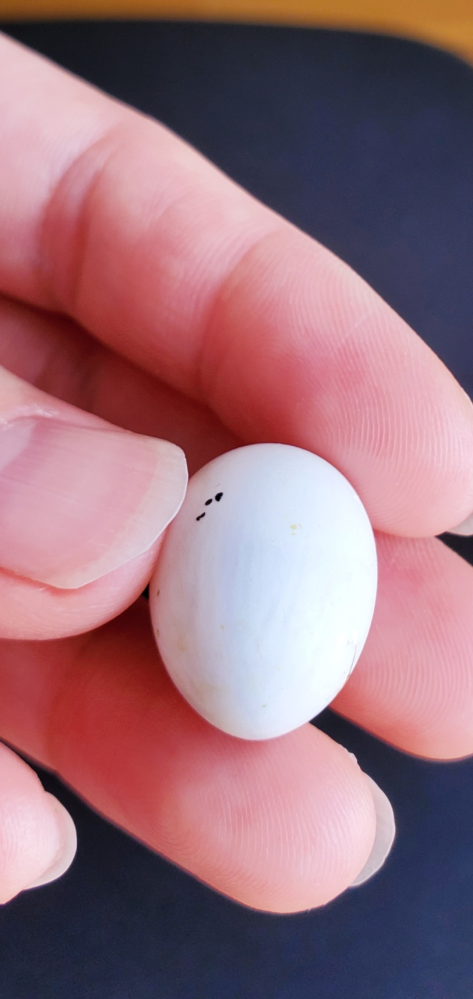 有精卵のセキセイインコの卵に白い線の様なものが沢山出てきたのですが、これは中止卵になってしまったのでしょうか？ ※黒い点々は転卵の目印で付けたものです。