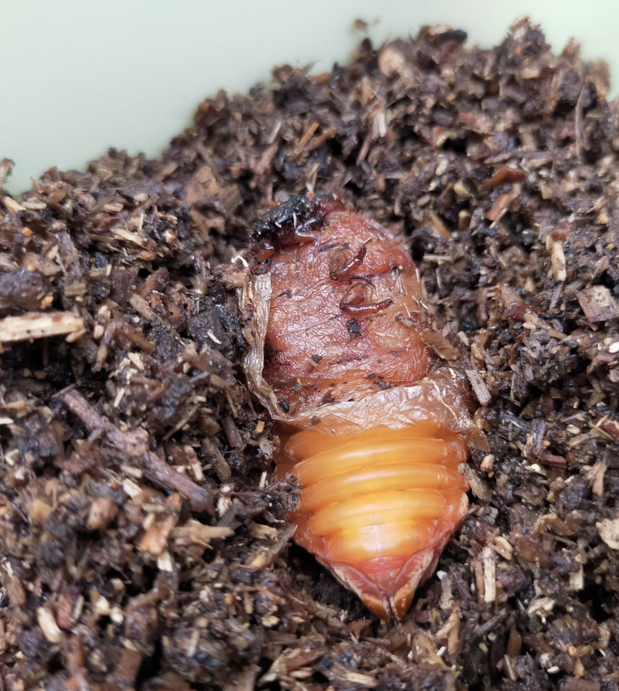 カブトムシ 蛹になってる途中 脱皮中 に 土から出してしまい Yahoo 知恵袋