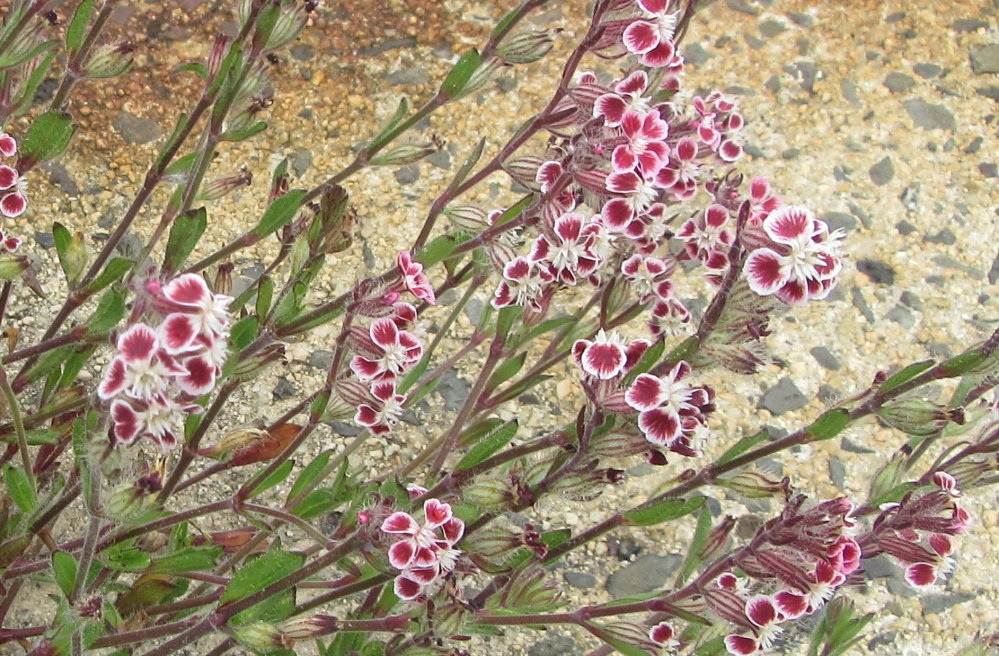 この花の名前を教えてください。 コンクリート割れ目から、放射状に延びています。 白いお椀の形の花の内側が、薄い紫色です。3センチぐらいの花です。 茎は、濃い赤紫色です。