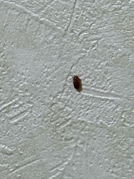 家にこのような虫がいるんですが、名前分かる方いませんか？