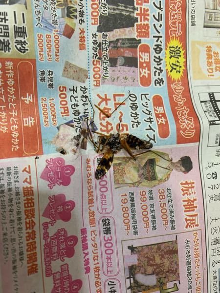 昆虫について詳しい方お願いします。 この虫は何ですか？ さきほど２１時前に部屋に蜂の様な虫が入ってきました。 殺虫剤も無かったので机に止まった隙に新聞紙で潰しました。 毒がある虫だと怖いので教えて頂きたいです。 よろしくお願いします。