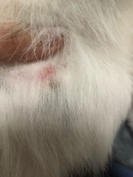 投稿見て頂きありがとうございます。 今日、愛犬が肩ら辺を搔いていて、見てみたらこの写真のように赤くなっていました。これは虫刺されでしょうか？ フィラリアの薬を6月から飲ませる予定で、まだ薬を飲ませていないのですが、もしこれが蚊に刺されているとしたら、フィラリアになってしまうでしょうか？