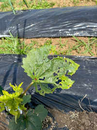 野菜の病害虫について写真はオクラの写真です 葉に異常が見られます これ Yahoo 知恵袋