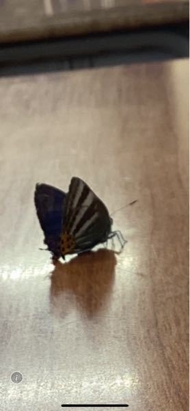 この蝶の名前を教えて下さい。