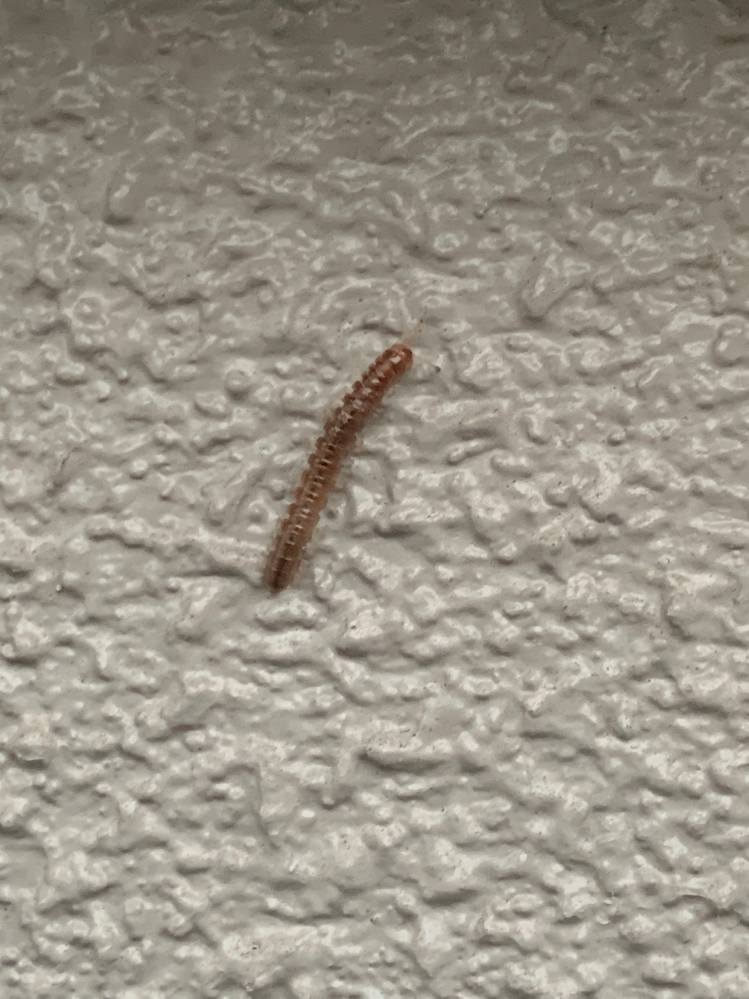 家の外壁にたくさん幼虫がついてるのですが 何の幼虫かわかる方いますか？