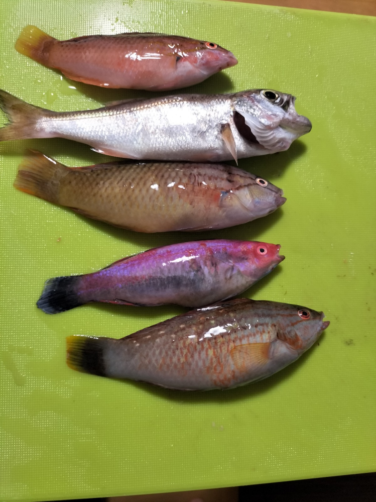 この魚ってなんですかね?本日静岡県の堤防から釣りました 種類がわからない魚がいます種類教えて下さい 全部食べれますか?