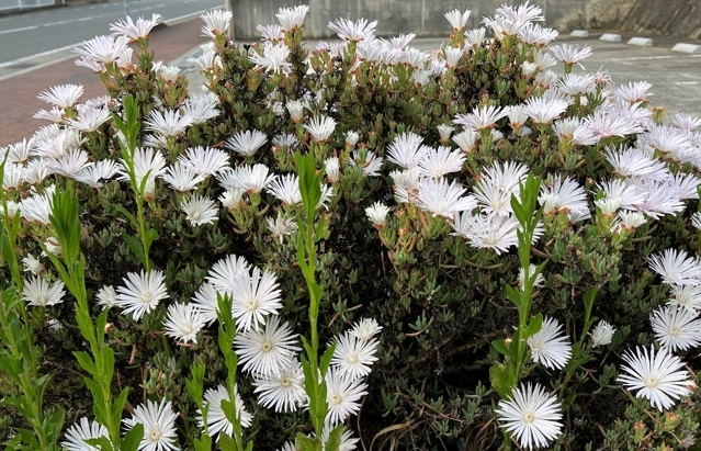 この植物（花）の名前は何ですか？ 撮影日は2022年5月10日で撮影場所は兵庫県です。 よろしくお願いします。