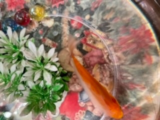 金魚がこの間、金魚鉢からとんだようで落ちていました。気づいてすぐに戻したのですが、このように、乾いてしまっていた半分がモヤモヤとなっています。 このモヤモヤとしたものは取り除けるのでしょうか？