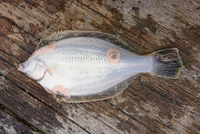 魚 カレイ の寄生虫 スーパーで買ってきたカレイに寄生虫らし Yahoo 知恵袋