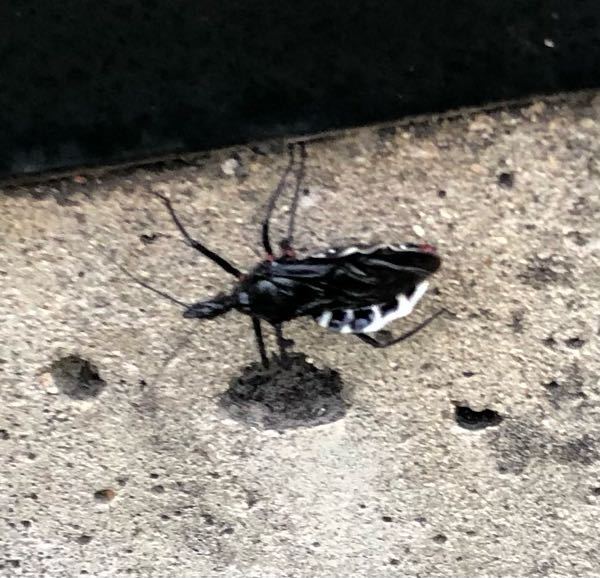 この昆虫は何ていう名前でしょうか？