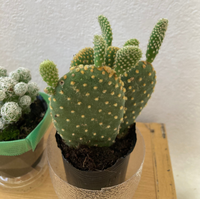 多肉植物 キンエボシの株分けや挿し木はこのくらいならやった方 Yahoo 知恵袋
