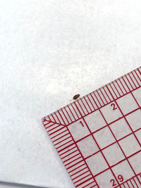 洗濯物につく 虫 について質問です 花粉症も落ち着き Gw明 Yahoo 知恵袋