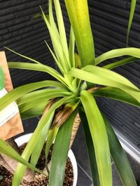 観葉植物が 枯れかかっています ドラセナカンボジアーナという木なのですが Yahoo 知恵袋