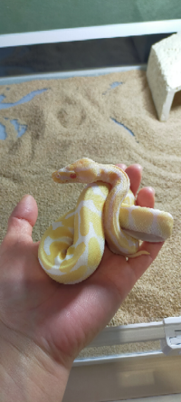 3日前からボールパイソンを初めてお迎え、飼育しています。 今生後4ヶ月なんですが身体測定すると体長50センチ体重92グラムでした。
SNSなんか見てると4ヶ月の子はもっと大きい子が多い感じがします。
購入したショップからはピンクマウスSサイズ2匹を週一で与えるように言われました。
この食事量でいいのでしょうか？
ゲージ内の温度24℃〜26℃湿度50%前後です。
改善点あればご教授下さい。
よ...