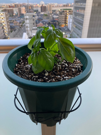 バジルの元気が無い原因について教えてください バジルの葉っぱが茶色く Yahoo 知恵袋