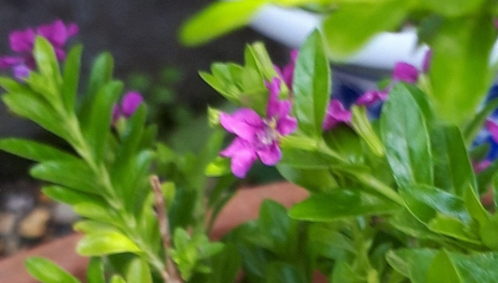 花の名前を教えてください クフェアだと思います Yahoo 知恵袋