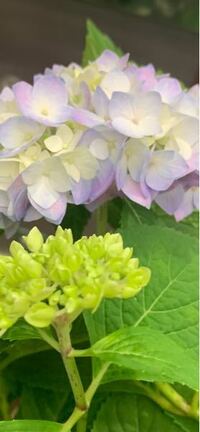 この紫陽花はなんという種類ですか 紫陽花は 大きく下記種類に分類 Yahoo 知恵袋