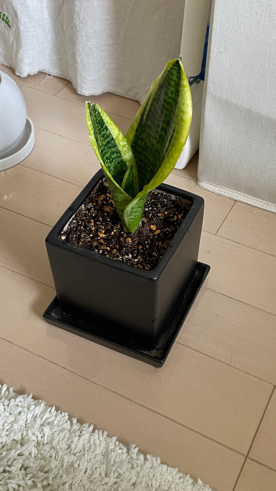 サンスベリアが全然成長しません。2ヶ月ほど前に購入した当時か