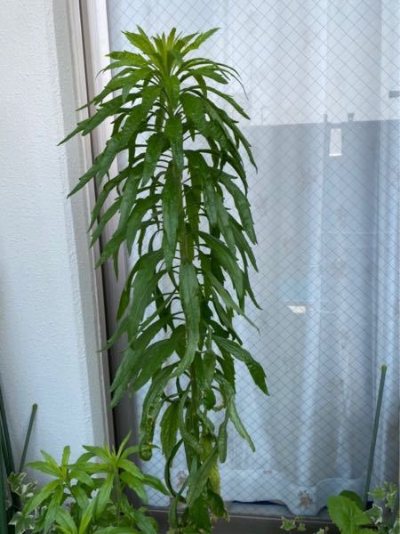 この植物分かる方いらっしゃいますか？