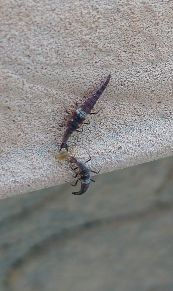 この虫の名前、分かりませんか？ 全長が4mmほどで、頭を上下に振りながら歩き、アブラムシを補食していました。