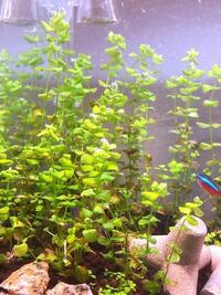 60センチ水槽なんですがニューラージパールグラスが全然育たず根もはらないし Yahoo 知恵袋