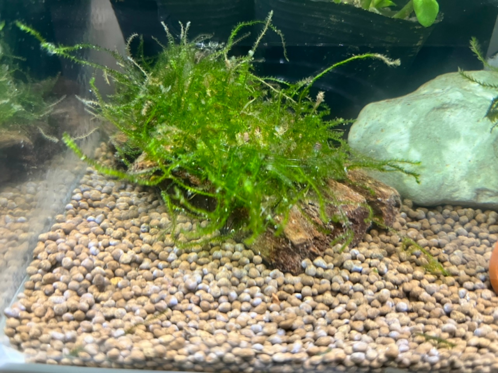 エビ水槽にどったから湧いて来たかわからないケンミジンコがまぁまぁ Yahoo 知恵袋