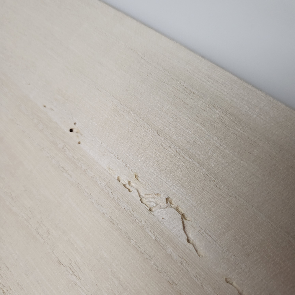 今日ダイソーで買ったまな板の 木材のつなぎ目あたりに穴がたくさんあいてるのを見つけたんですが まさかこれって虫食いですか？