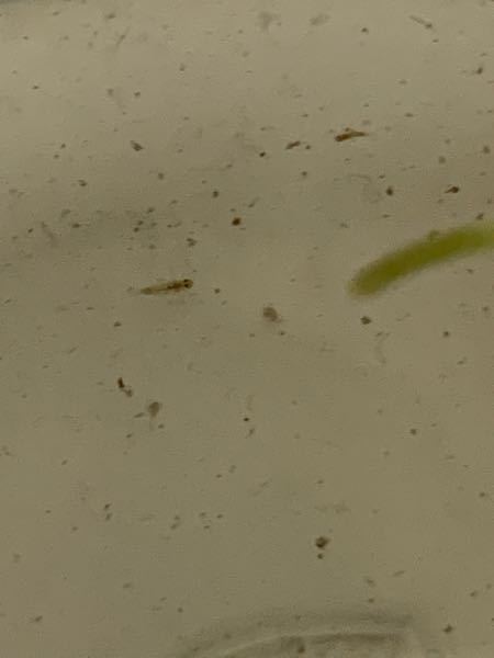 本日川でミナミヌマエビをエビを取りました。 その際に、紛れ込んでいたこの生物は何でしょうか？ かなり小さくてピンピンと動く感じです。よろしくお願いします！