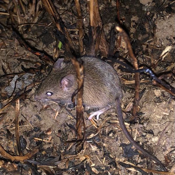 【写真あり】 田舎の田んぼ道を散歩していたらネズミを発見しました。 結構ちっちゃいネズミでした。 種類分かりますか？？